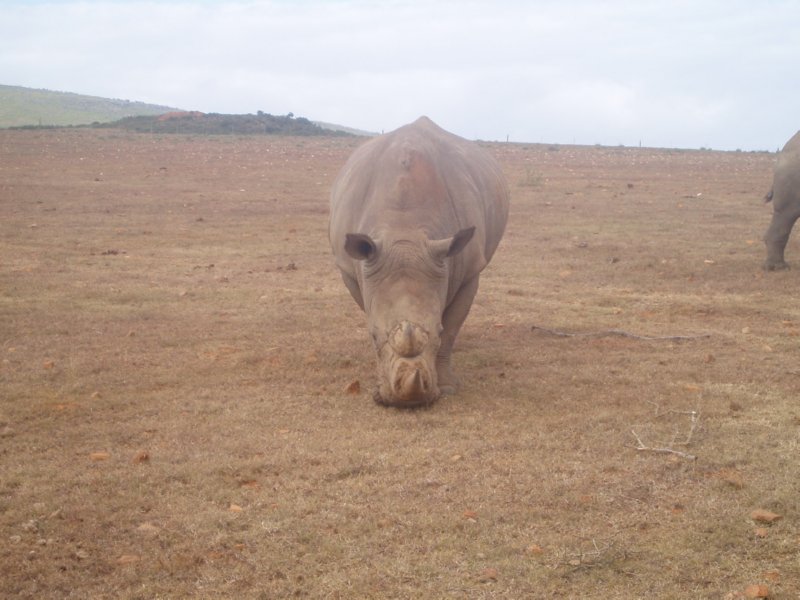 KeHa_in_South_Africa - 214